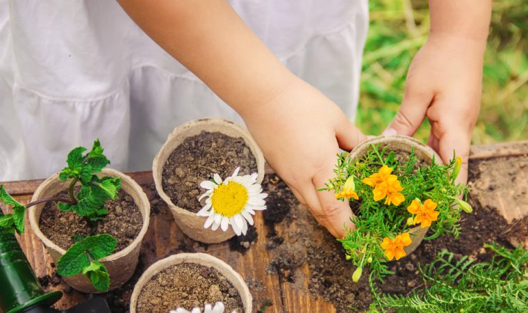Crizantemele: Ghid esențial de plantare și îngrijire