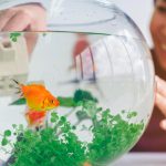 Cum să îți construiești un acvariu de pește-productiv