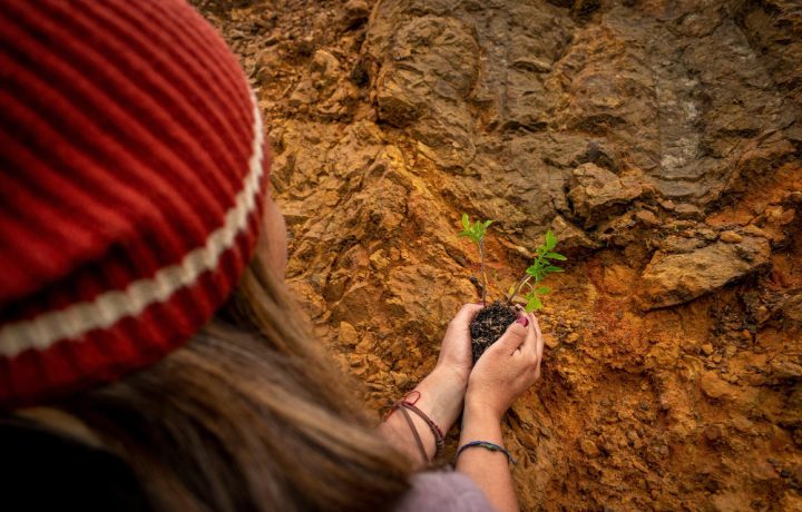 Importanța analizei solului înainte de plantare